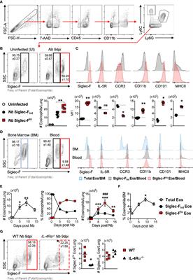 Induction of Siglec-FhiCD101hi eosinophils in the lungs following murine hookworm Nippostrongylus brasiliensis infection